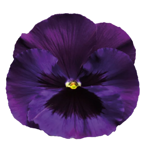 Стикер 💖 из набора The Violet Flower