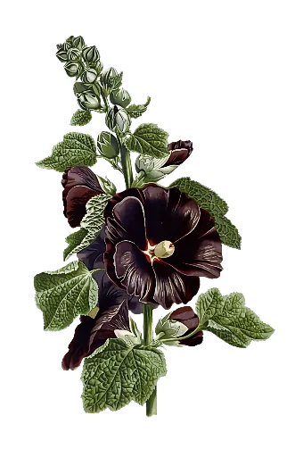 Стикер 🖤 из набора The Violet Flower