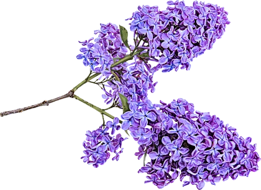Стикер 💓 из набора The Violet Flower