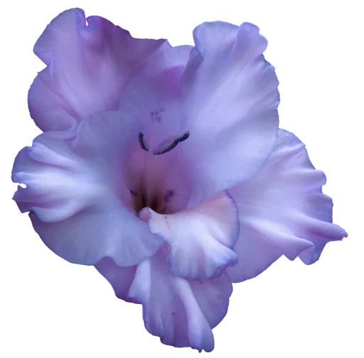 Стикер 💞 из набора The Violet Flower