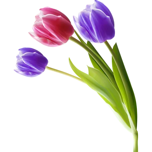 Стикер 🌷 из набора Tulips Club