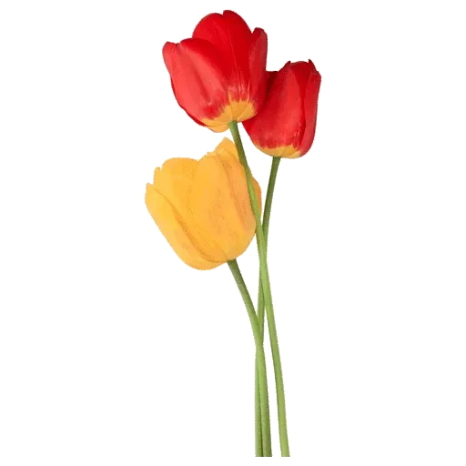 Стикер 🌷 из набора Tulips Club