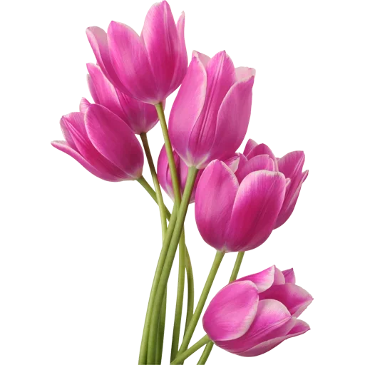 Стикер 🌷 из набора Tulips Club