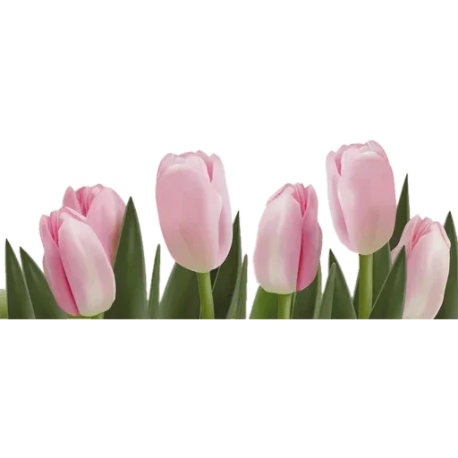 Стикер 🌷 из набора Tulips Club