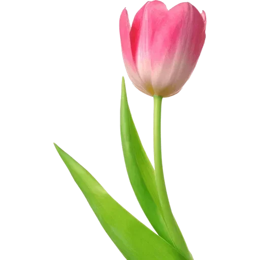 Стикер 🌷 из набора Tulips Club