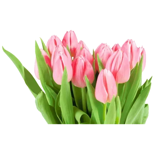 Стикер 🌷 из набора Tulips Club