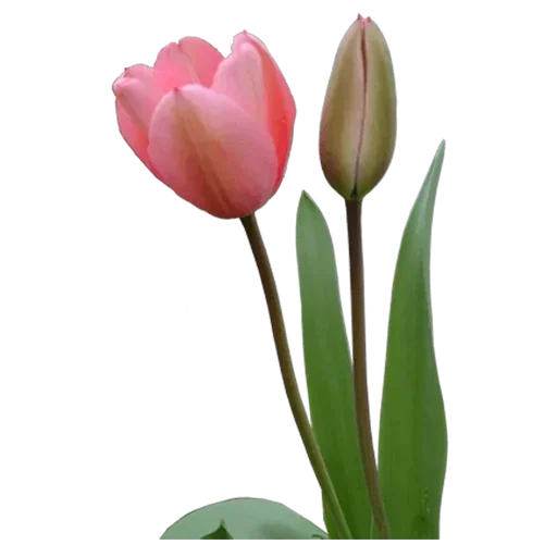 Стикер 🌷 из набора Tulips Club