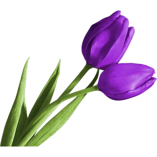 Стикер 🌷 из набора Tulips Club