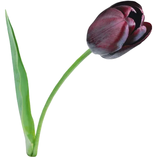Стикер 🌷 из набора Tulips Club