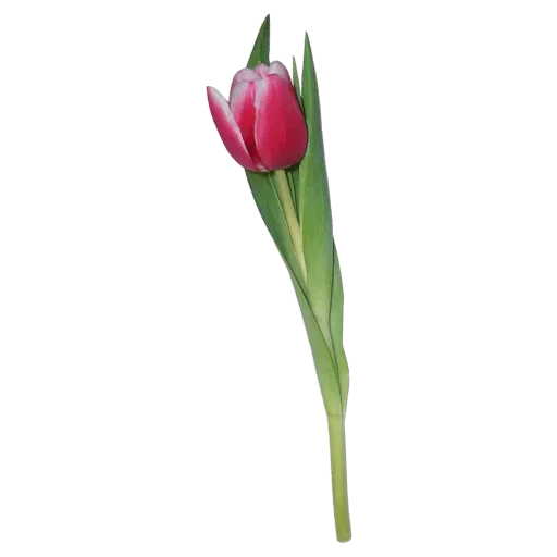 Стикер 🌷 из набора Tulips Club