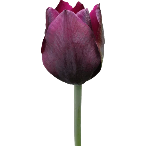 Стикер 🌷 из набора Tulips Club