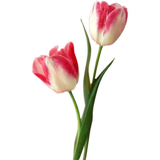 Стикер 🌷 из набора Tulips Club
