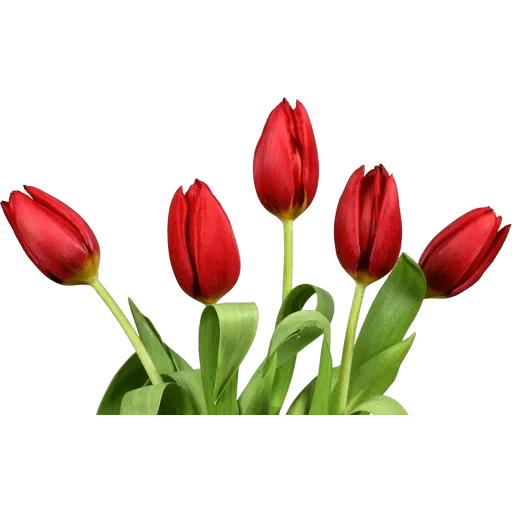 Стикер 🌷 из набора Tulips Club