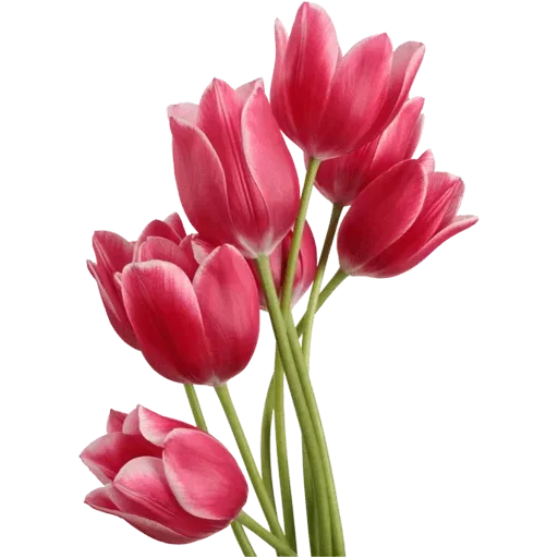 Стикер 🌷 из набора Tulips Club