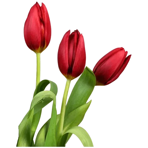 Стикер 🌷 из набора Tulips Club