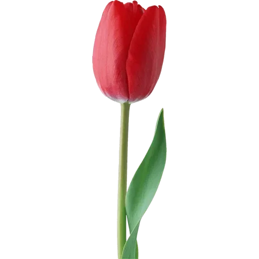 Стикер 🌷 из набора Tulips Club