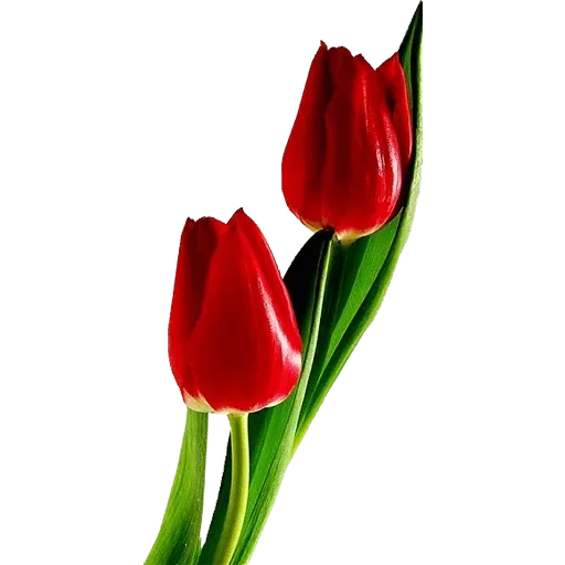 Стикер 🌷 из набора Tulips Club