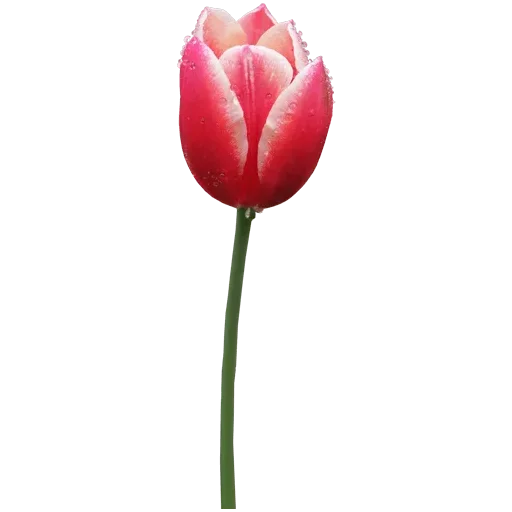 Стикер 🌷 из набора Tulips Club