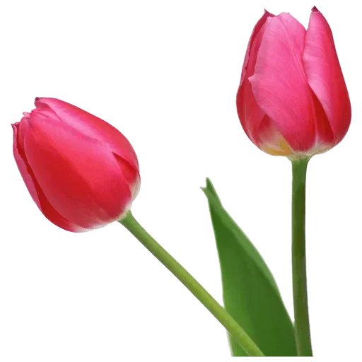 Стикер 🌷 из набора Tulips Club