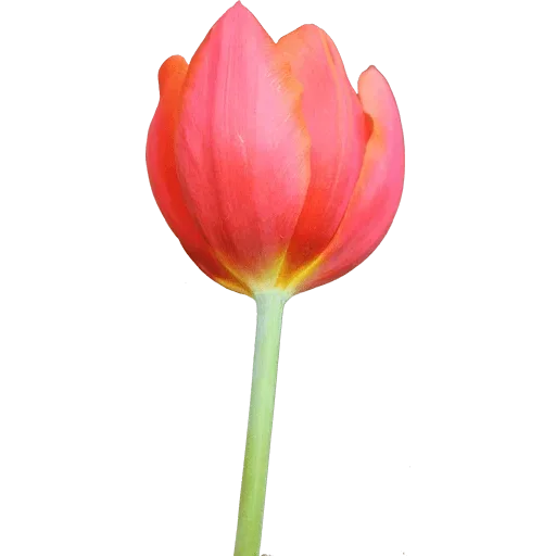 Стикер 🌷 из набора Tulips Club