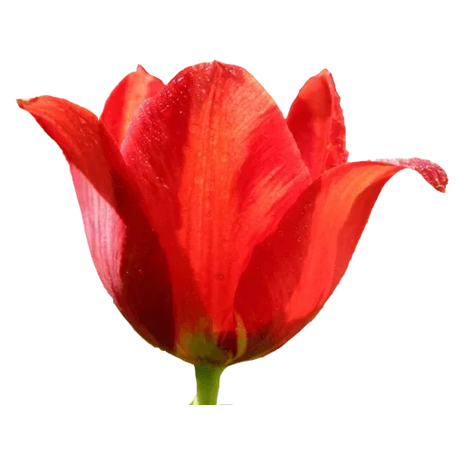 Стикер 🌷 из набора Tulips Club