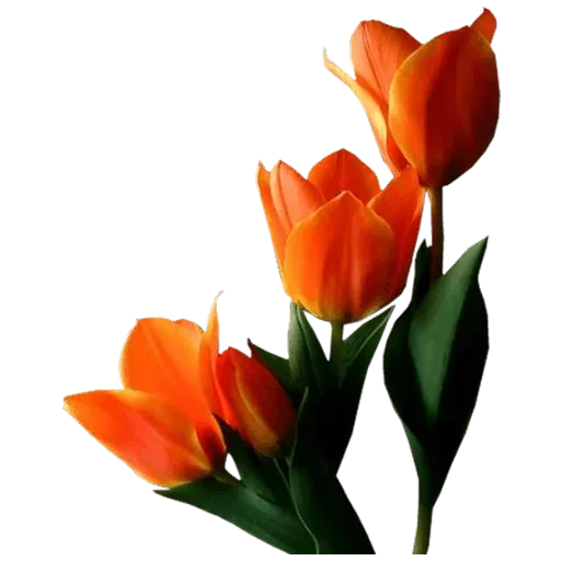 Стикер 🌷 из набора Tulips Club
