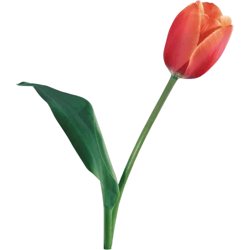 Стикер 🌷 из набора Tulips Club
