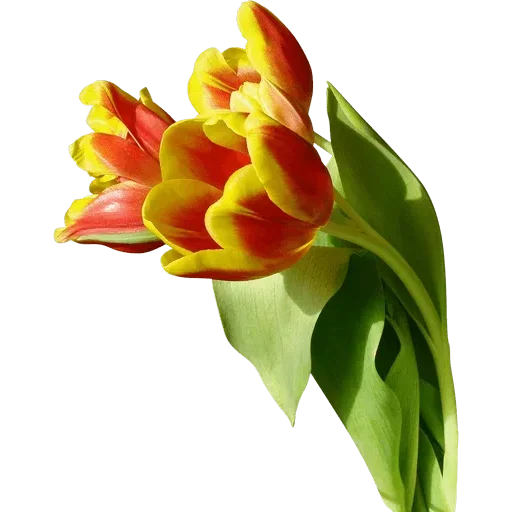 Стикер 🌷 из набора Tulips Club