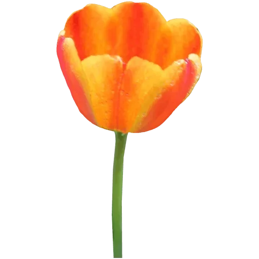 Стикер 🌷 из набора Tulips Club