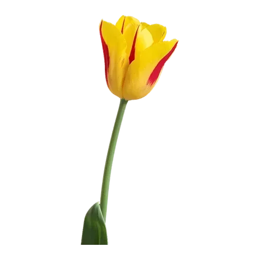 Стикер 🌷 из набора Tulips Club