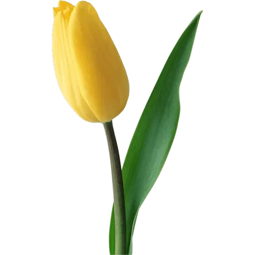 Стикер 🌷 из набора Tulips Club