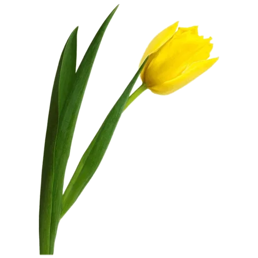 Стикер 🌷 из набора Tulips Club