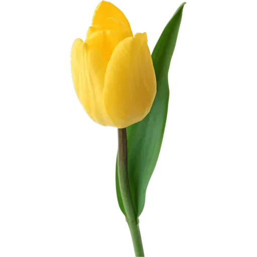 Стикер 🌷 из набора Tulips Club