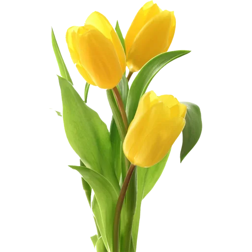 Стикер 🌷 из набора Tulips Club