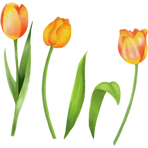 Стикер 🌷 из набора Tulips Club