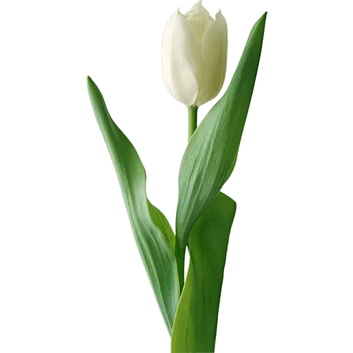 Стикер 🌷 из набора Tulips Club
