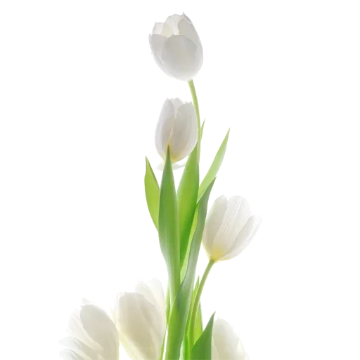 Стикер 🌷 из набора Tulips Club
