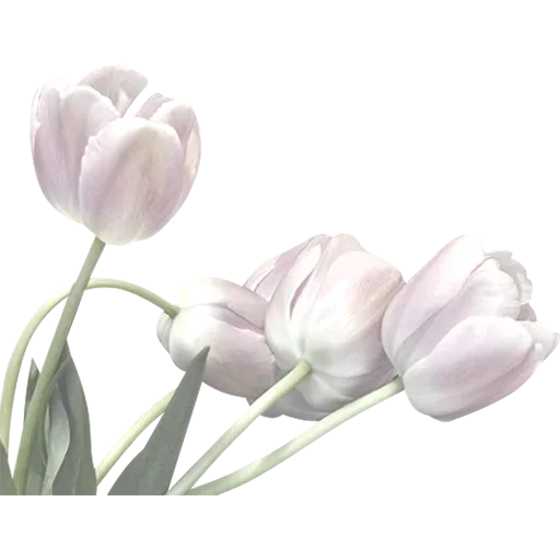 Стикер 🌷 из набора Tulips Club