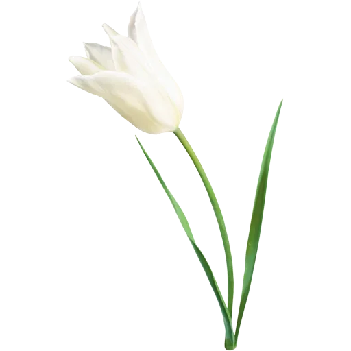 Стикер 🌷 из набора Tulips Club