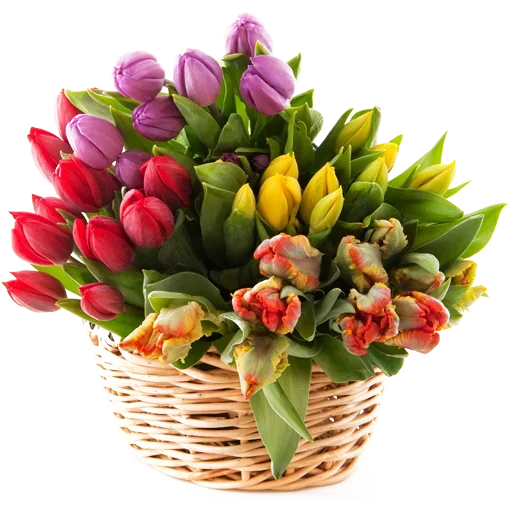Стикер 🌷 из набора Tulips Club
