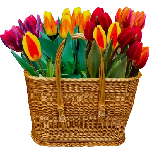 Стикер 🌷 из набора Tulips Club