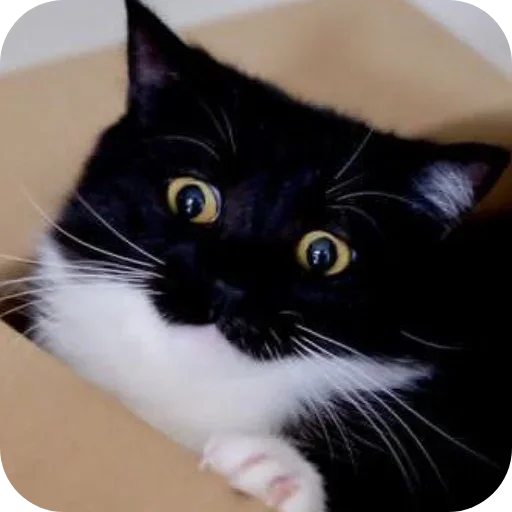 Стикер 🐱 из набора Объединенный стикерпак Unico |
