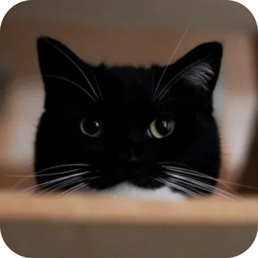 Стикер 🐱 из набора Объединенный стикерпак Unico |