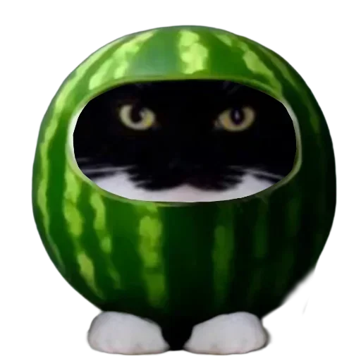 Стикер 🐱 из набора Объединенный стикерпак Unico |