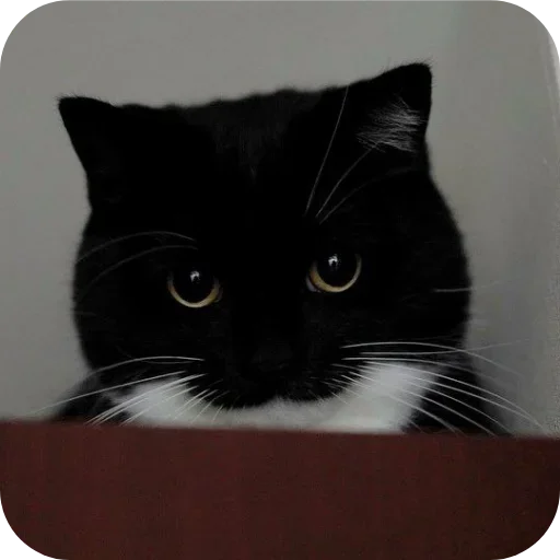 Стикер 🐱 из набора Объединенный стикерпак Unico |
