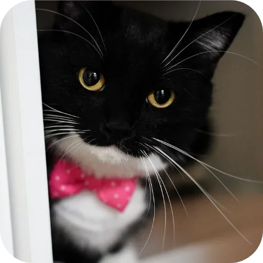Стикер 🐱 из набора Объединенный стикерпак Unico |