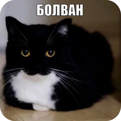 Стикер 🐱 из набора Объединенный стикерпак Unico |