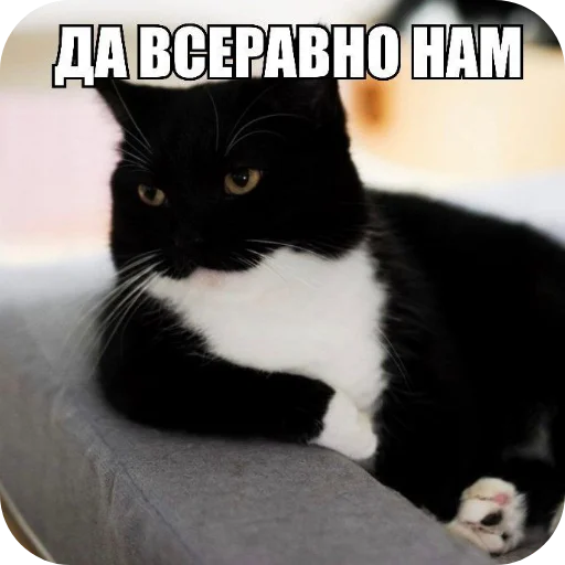 Стикер 🐱 из набора Объединенный стикерпак Unico |
