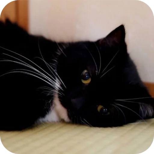 Стикер 🐱 из набора Объединенный стикерпак Unico |