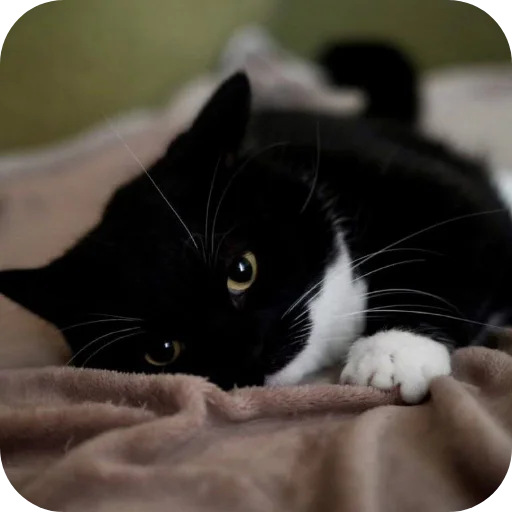 Стикер 🐱 из набора Объединенный стикерпак Unico |